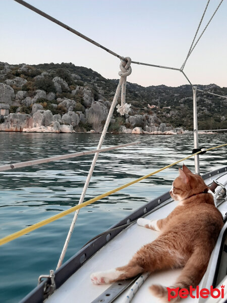 Sarman, Kedi  Pati fotoğrafı