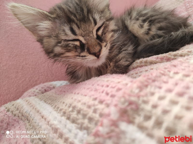 Tekir Kedi, Kedi  Minerva fotoğrafı