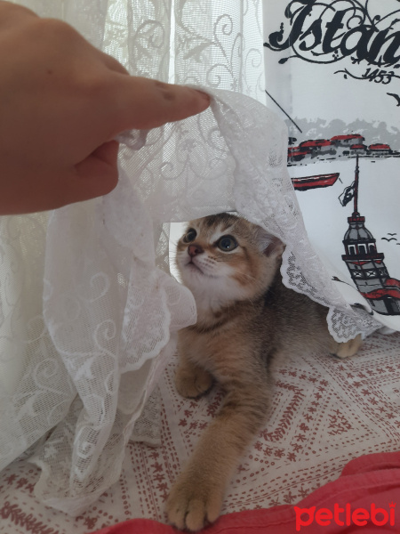 British Shorthair, Kedi  Paşa fotoğrafı