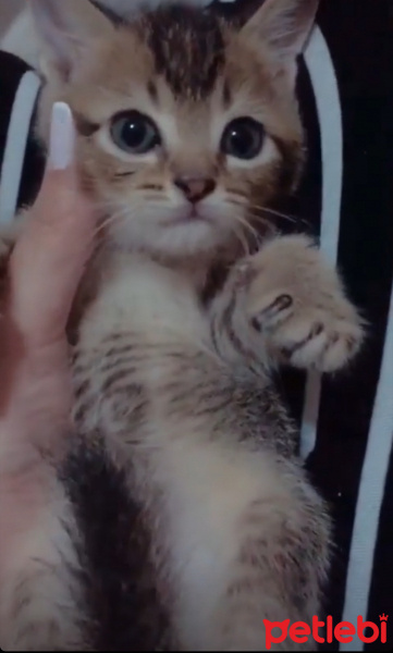British Shorthair, Kedi  Paşa fotoğrafı