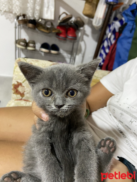 British Shorthair, Kedi  Pıshy fotoğrafı
