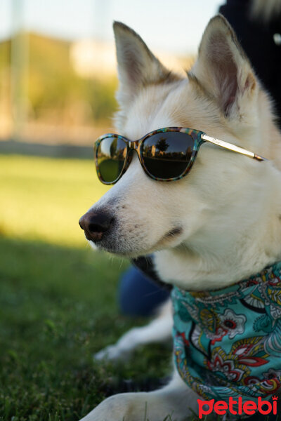 Sibirya Kurdu (Husky), Köpek  Archy fotoğrafı