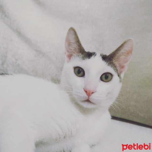 Tekir Kedi, Kedi  Bıdık fotoğrafı