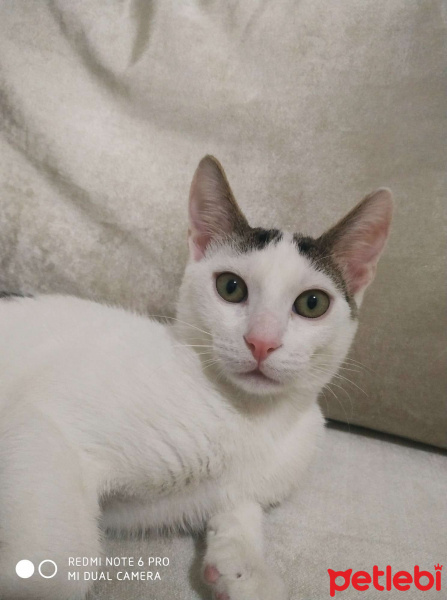 Tekir Kedi, Kedi  Bıdık fotoğrafı