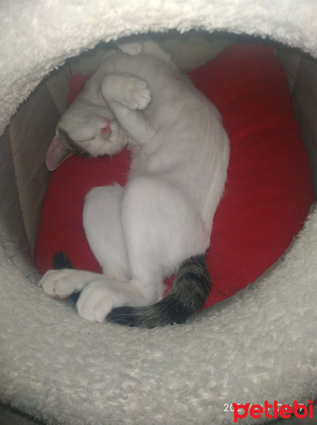 Tekir Kedi, Kedi  Bıdık fotoğrafı