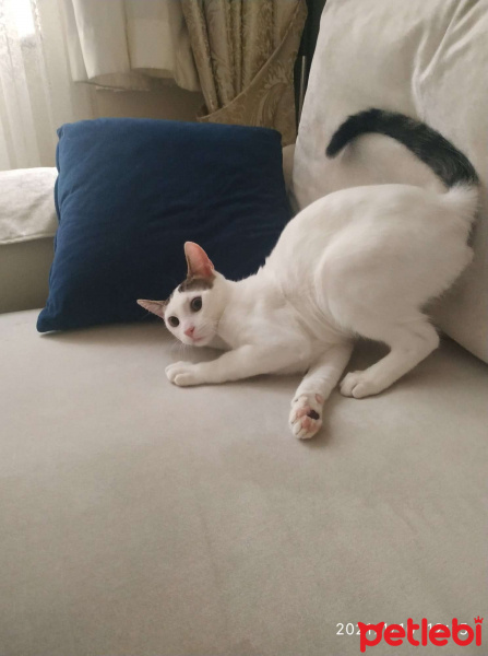 Tekir Kedi, Kedi  Bıdık fotoğrafı