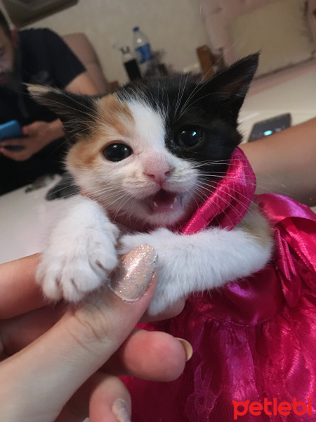 Tekir Kedi, Kedi  Âla fotoğrafı