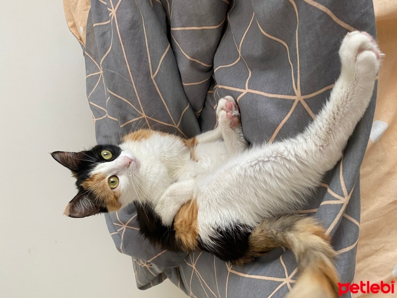 Tekir Kedi, Kedi  Âla fotoğrafı
