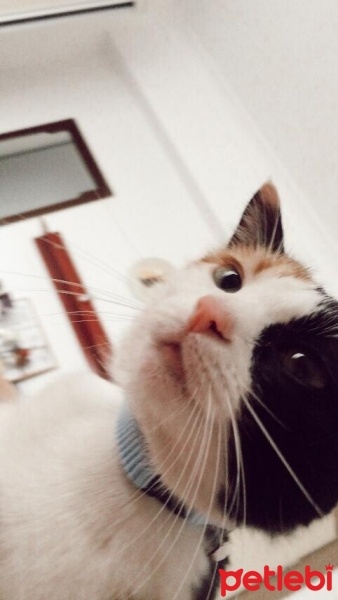 Tekir Kedi, Kedi  Âla fotoğrafı