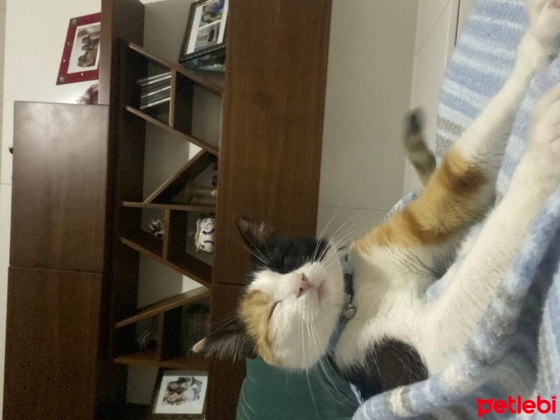 Tekir Kedi, Kedi  Âla fotoğrafı