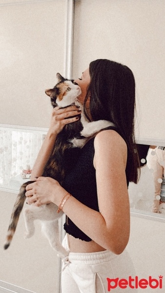 Tekir Kedi, Kedi  Âla fotoğrafı