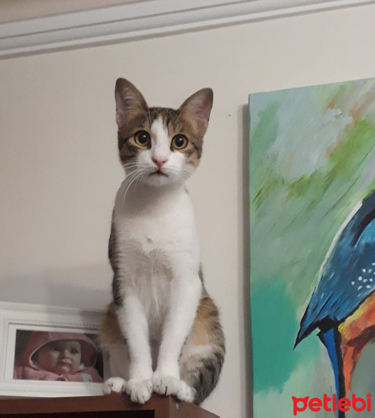 Tekir Kedi, Kedi  Oğlum fotoğrafı