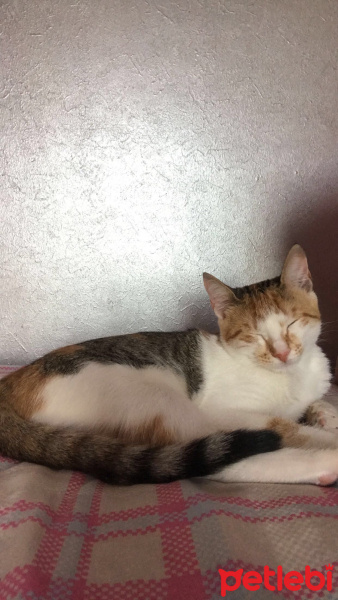 Tekir Kedi, Kedi  kahve fotoğrafı