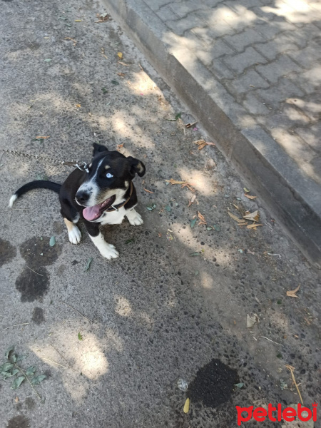 Sibirya Kurdu (Husky), Köpek  Maviş fotoğrafı