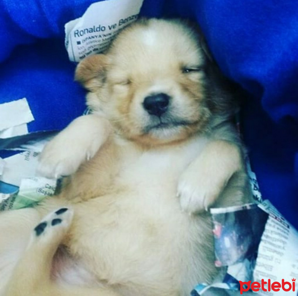 Golden Retriever, Köpek  Guffy fotoğrafı