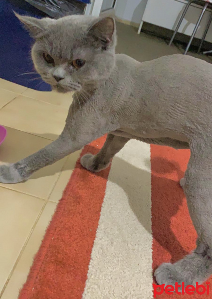 British Shorthair, Kedi  Hırço fotoğrafı