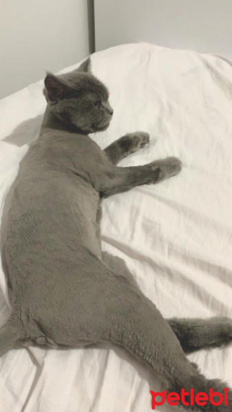 British Shorthair, Kedi  Hırço fotoğrafı