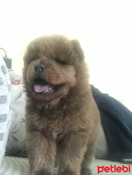 Chow Chow (çin Aslanı), Köpek  Mars fotoğrafı