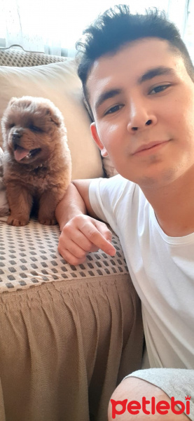 Chow Chow (çin Aslanı), Köpek  Mars fotoğrafı