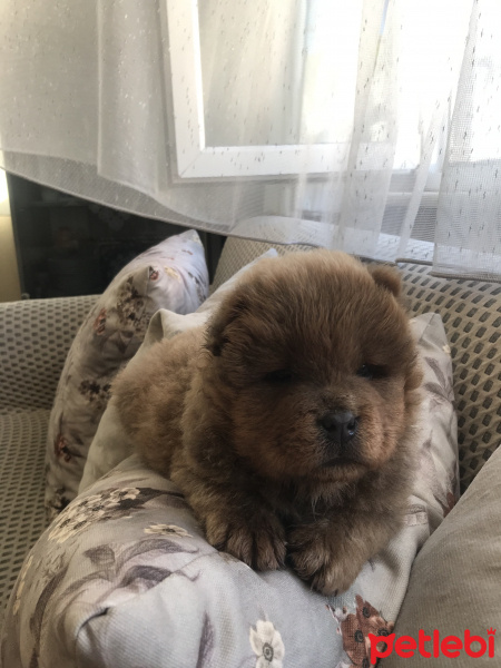 Chow Chow (çin Aslanı), Köpek  Mars fotoğrafı