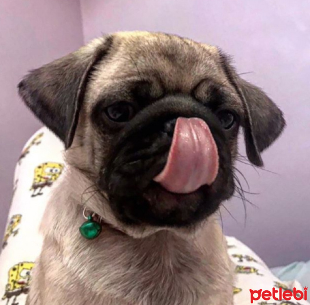 Pug, Köpek  Cookie fotoğrafı