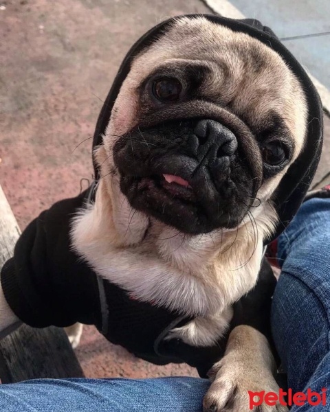 Pug, Köpek  Cookie fotoğrafı