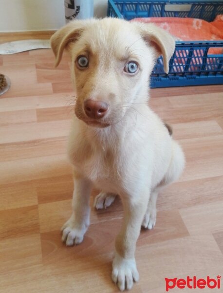 Golden Retriever, Köpek  Sezar fotoğrafı