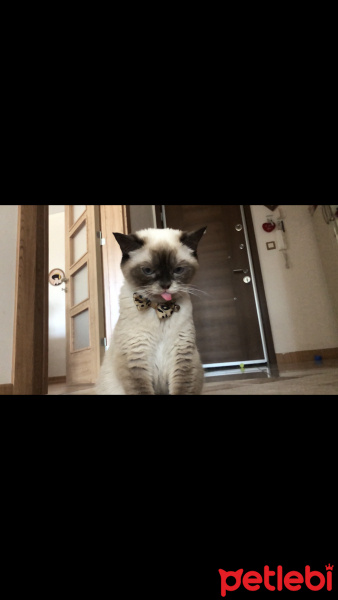 British Shorthair, Kedi  Pati fotoğrafı
