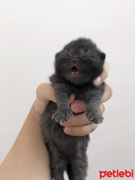British Shorthair, Kedi  Pati fotoğrafı