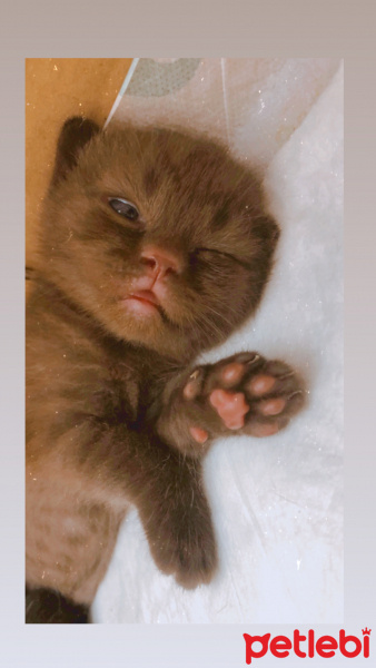 British Shorthair, Kedi  Pati fotoğrafı