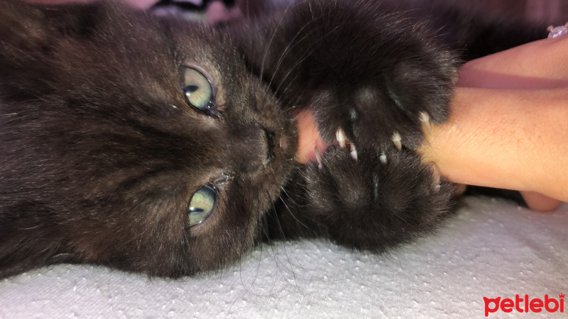 British Shorthair, Kedi  Pati fotoğrafı