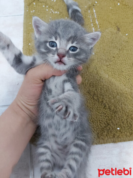 British Shorthair, Kedi  Karamel fotoğrafı