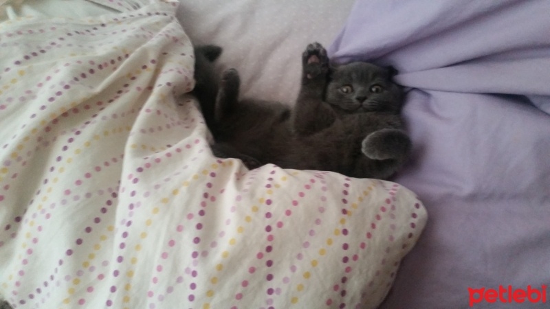 British Shorthair, Kedi  Mır fotoğrafı