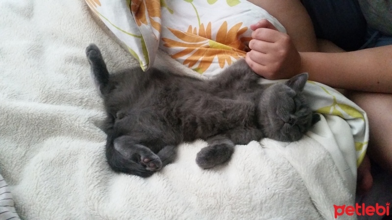 British Shorthair, Kedi  Mır fotoğrafı