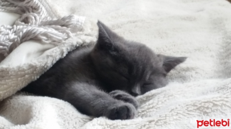 British Shorthair, Kedi  Mır fotoğrafı