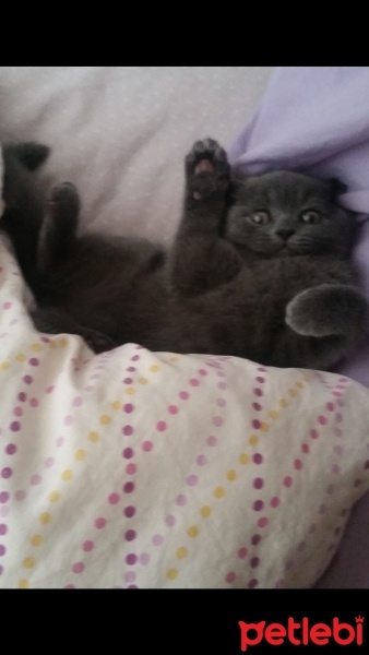 British Shorthair, Kedi  Mır fotoğrafı