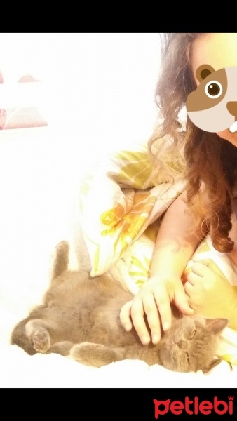 British Shorthair, Kedi  Mır fotoğrafı