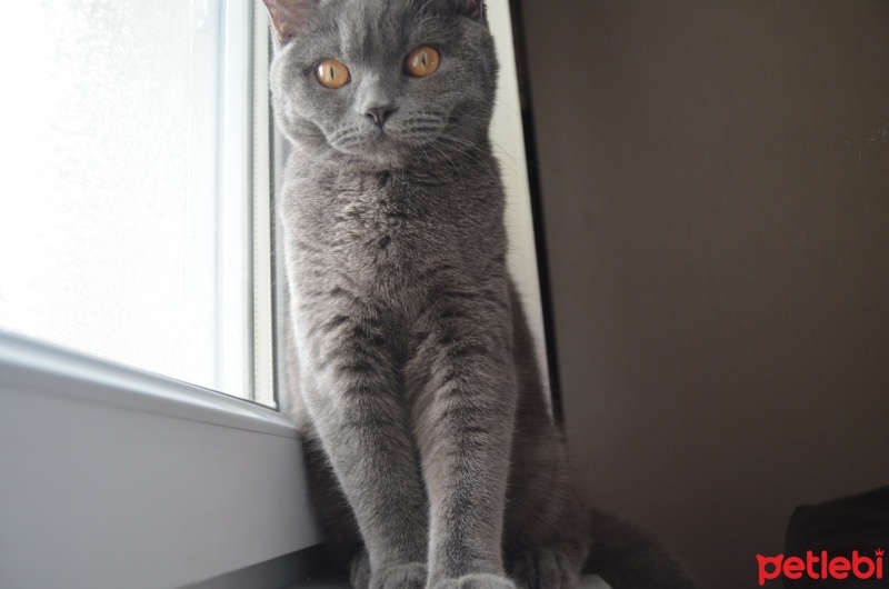British Shorthair, Kedi  Mır fotoğrafı