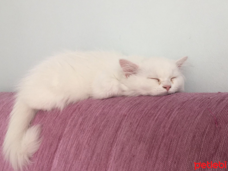 İran Kedisi (Persian), Kedi  Simba fotoğrafı