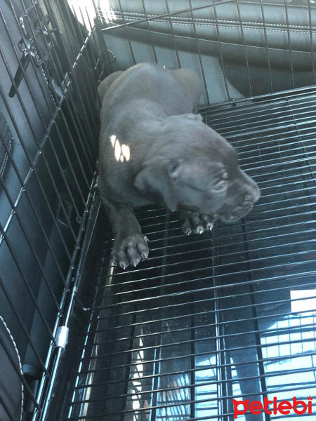 Cane Corso Italiano, Köpek  Pablo fotoğrafı