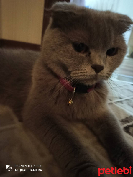 Scottish Fold, Kedi  bihter fotoğrafı