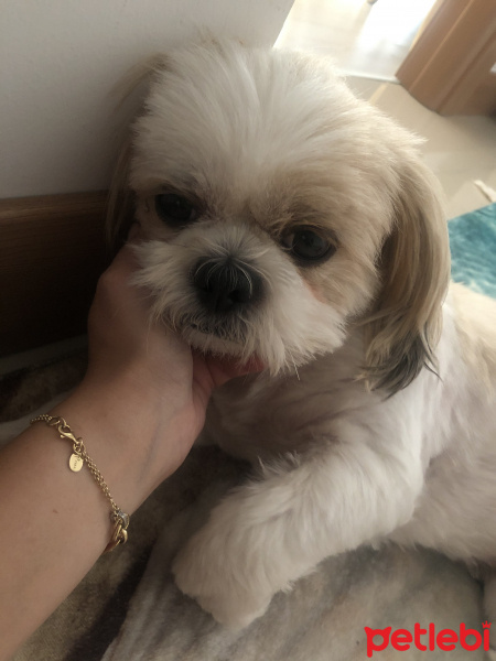 Shih Tzu, Köpek  Aşk fotoğrafı