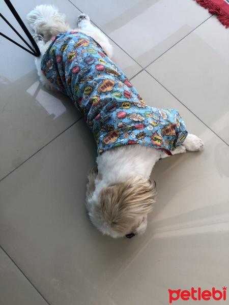 Shih Tzu, Köpek  Aşk fotoğrafı