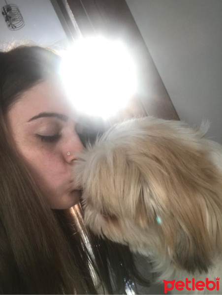 Shih Tzu, Köpek  Aşk fotoğrafı