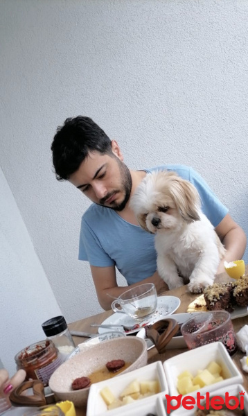 Shih Tzu, Köpek  Aşk fotoğrafı