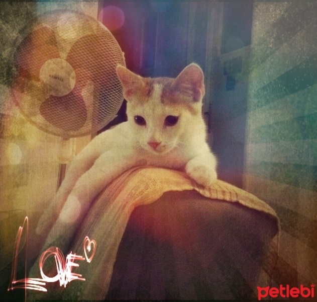 Tekir Kedi, Kedi  Mestan fotoğrafı