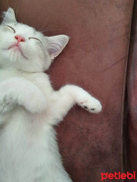 British Shorthair, Kedi  Çiko fotoğrafı