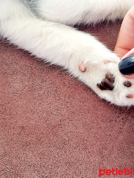 British Shorthair, Kedi  Çiko fotoğrafı