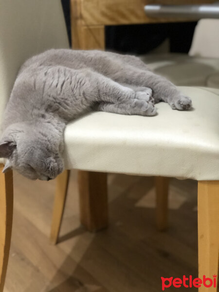 British Shorthair, Kedi  MırMır fotoğrafı