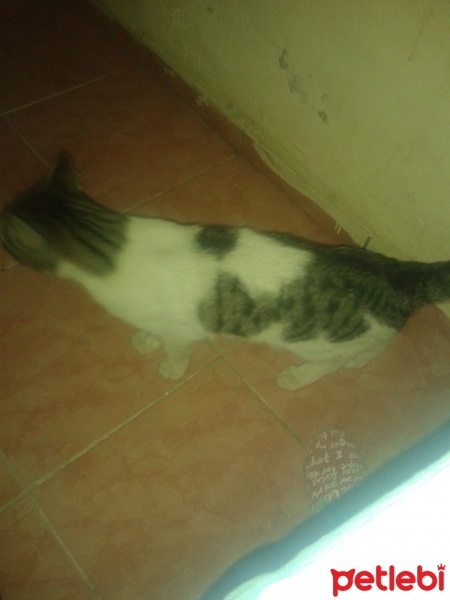 Tekir Kedi, Kedi  şanslı fotoğrafı